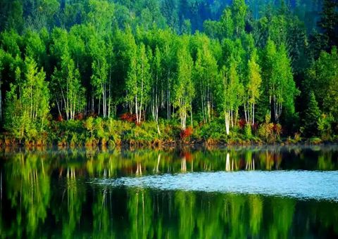 哈尔滨：以林为基兴工业以食为媒惠民生