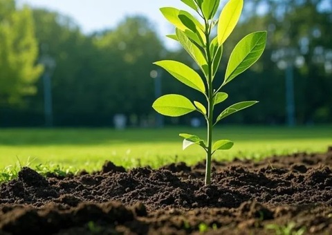 上海首提大型生态空间单位，，，，，，2035年妄想林地面积147万亩