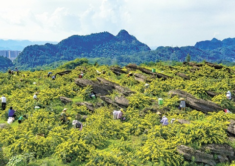 重庆秀山：一朵山银花，，，，，，绽放19亿元综合产值